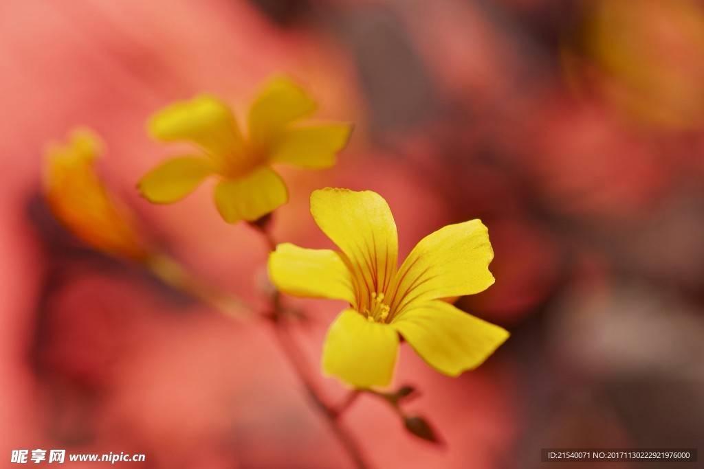 鲜花 鲜花背景