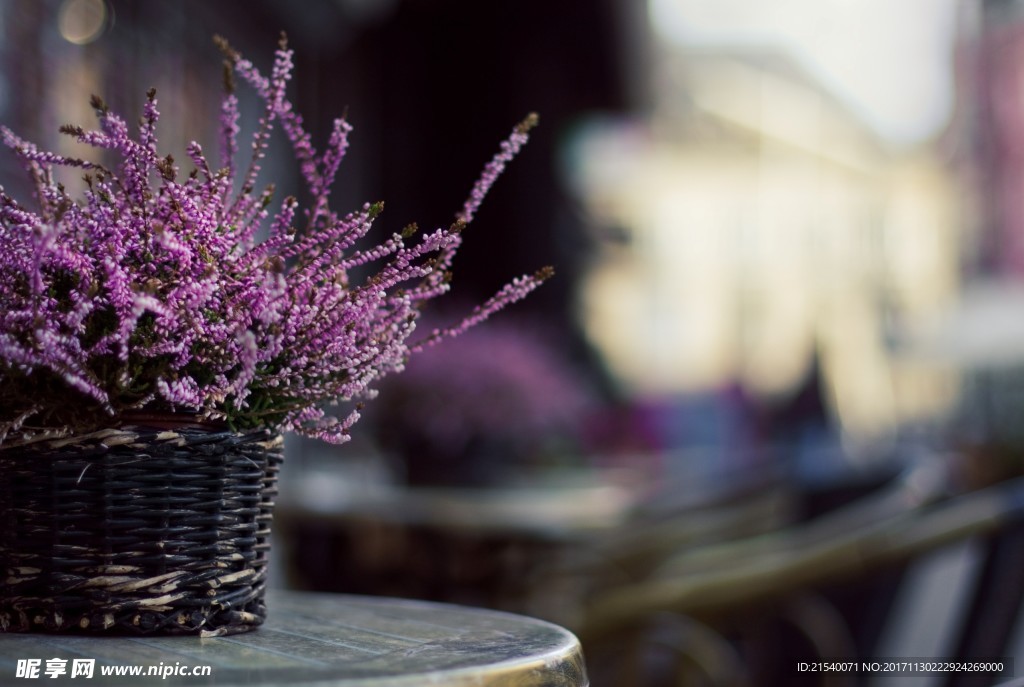 鲜花 鲜花背景