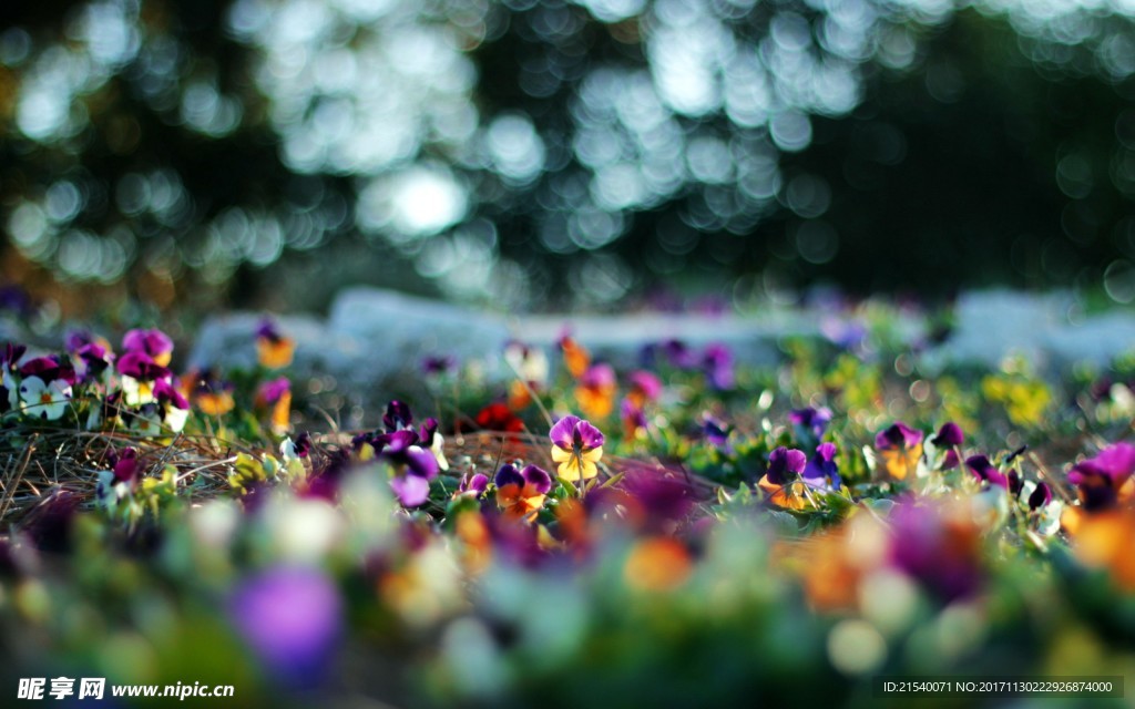 鲜花 鲜花背景