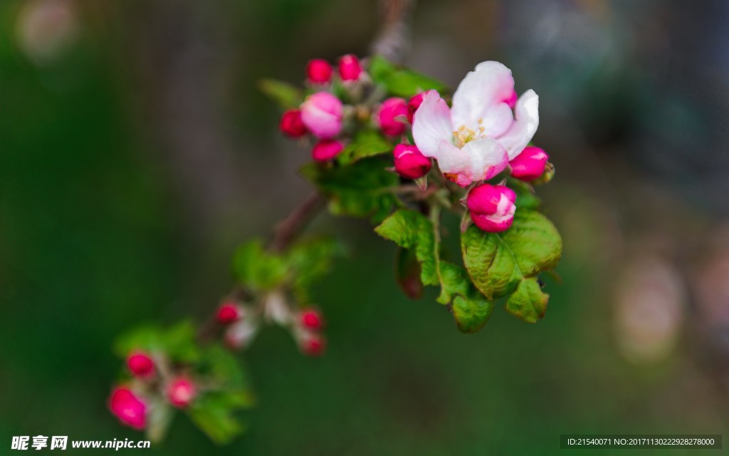 鲜花 鲜花背景