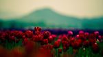 鲜花 鲜花背景