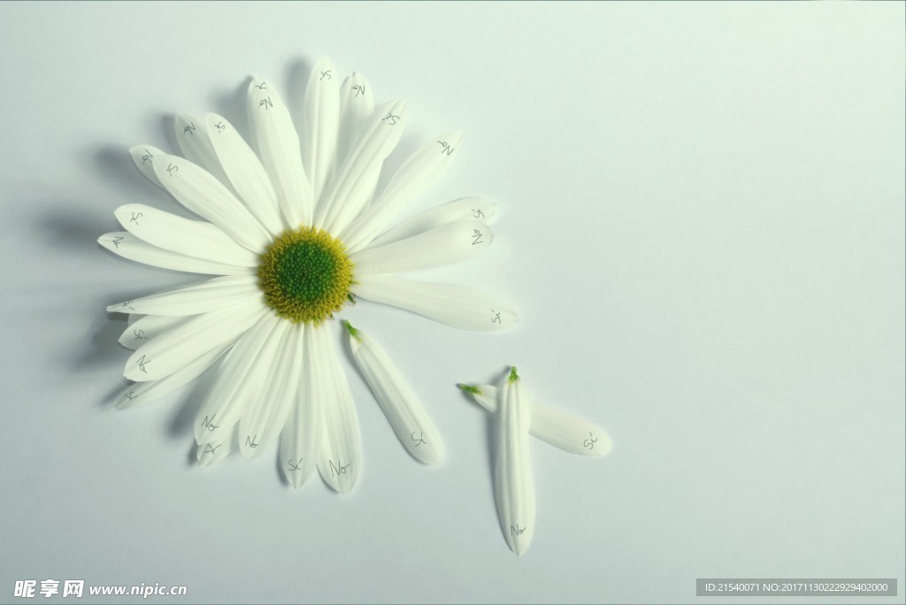 鲜花 鲜花背景
