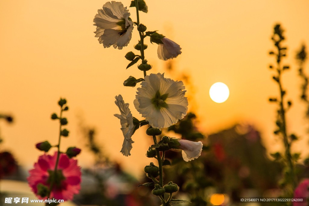 鲜花 鲜花背景