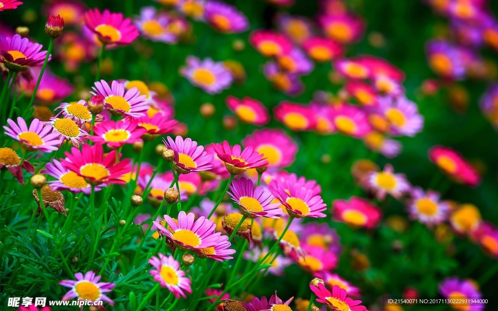 鲜花 鲜花背景