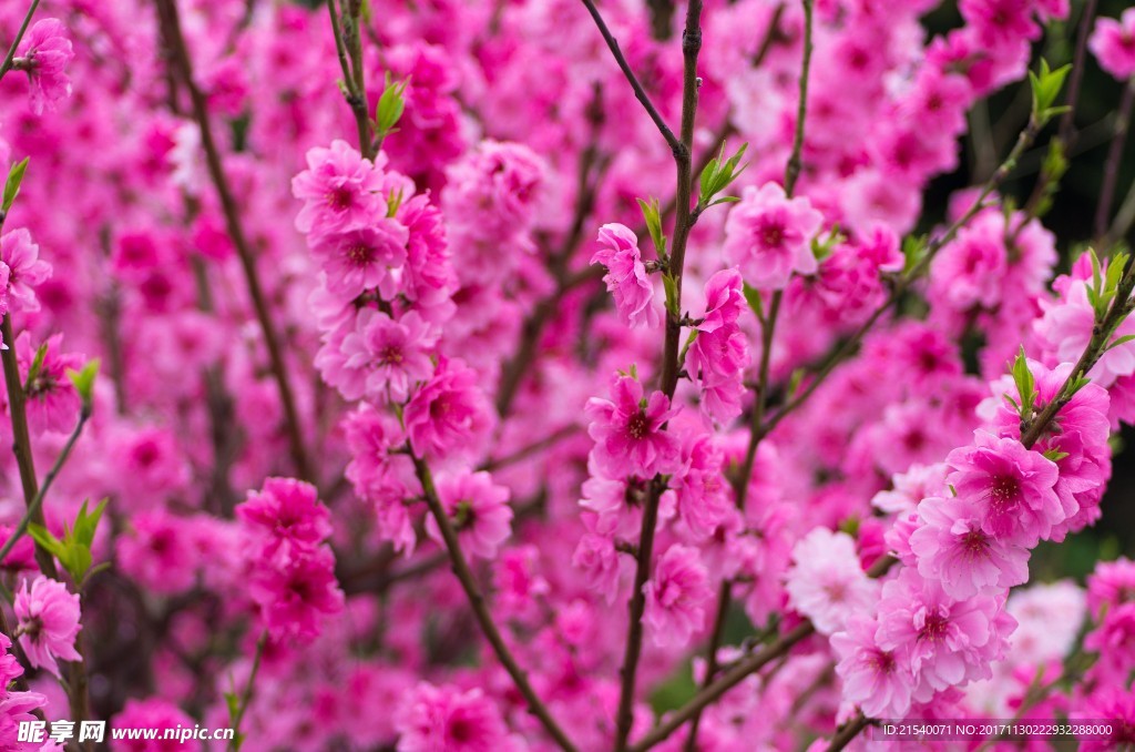 鲜花 鲜花背景