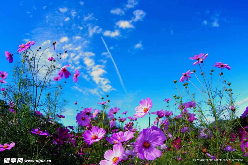 鲜花 鲜花背景