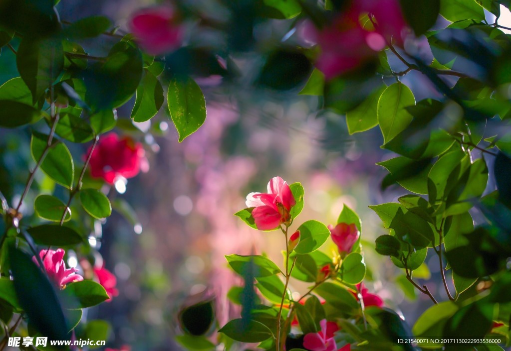 鲜花 鲜花背景