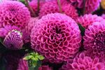 鲜花 鲜花背景
