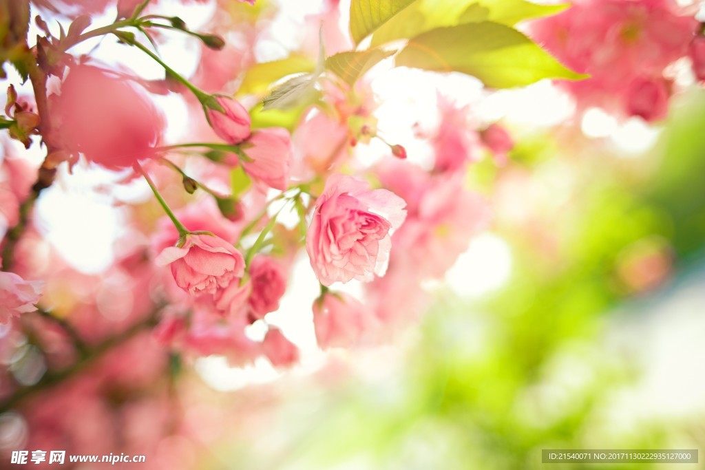 鲜花 鲜花背景