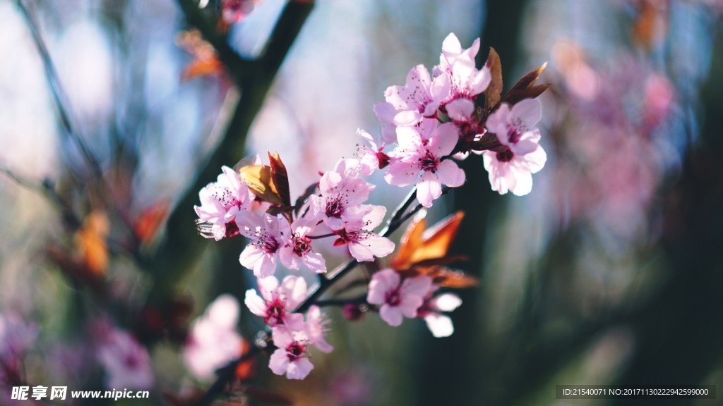 鲜花 鲜花背景