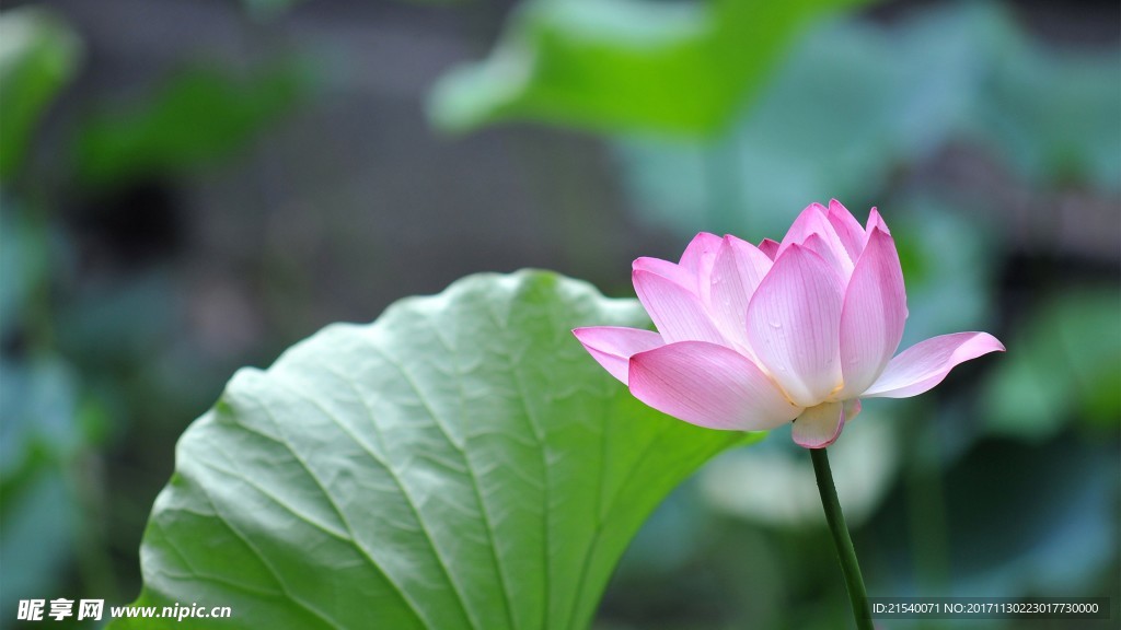 鲜花 鲜花背景