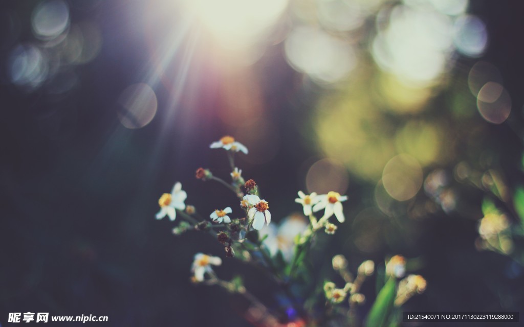 鲜花 鲜花背景