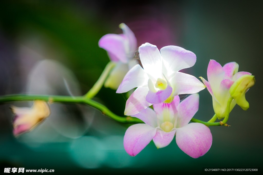 鲜花 鲜花背景