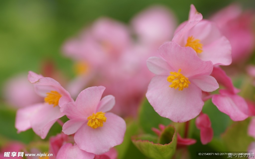 鲜花 鲜花背景