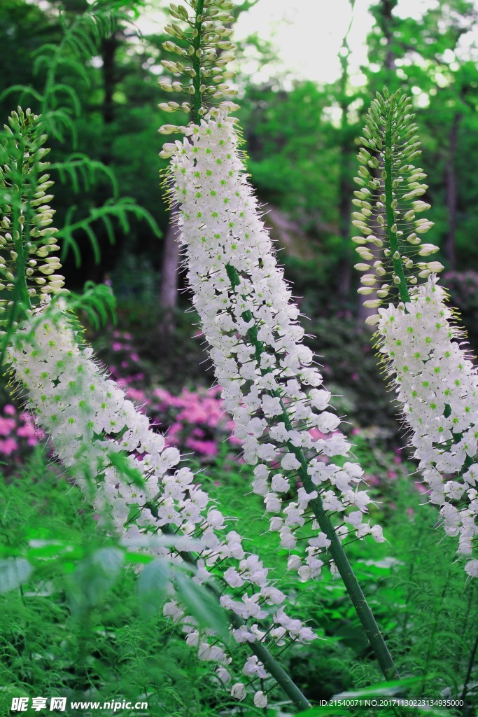 鲜花 鲜花背景