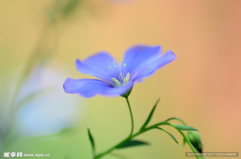 鲜花 鲜花背景