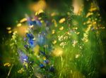 鲜花 鲜花背景