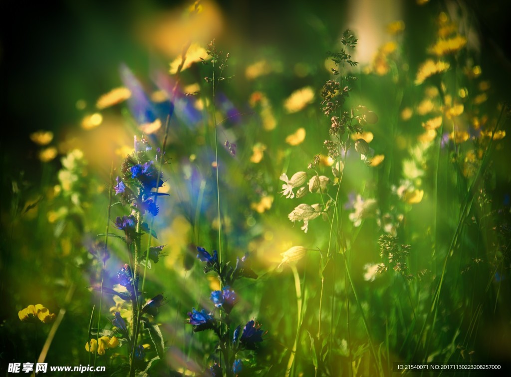 鲜花 鲜花背景