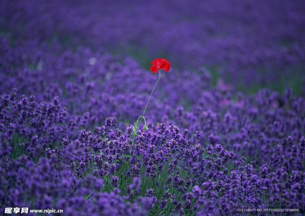 鲜花 鲜花背景