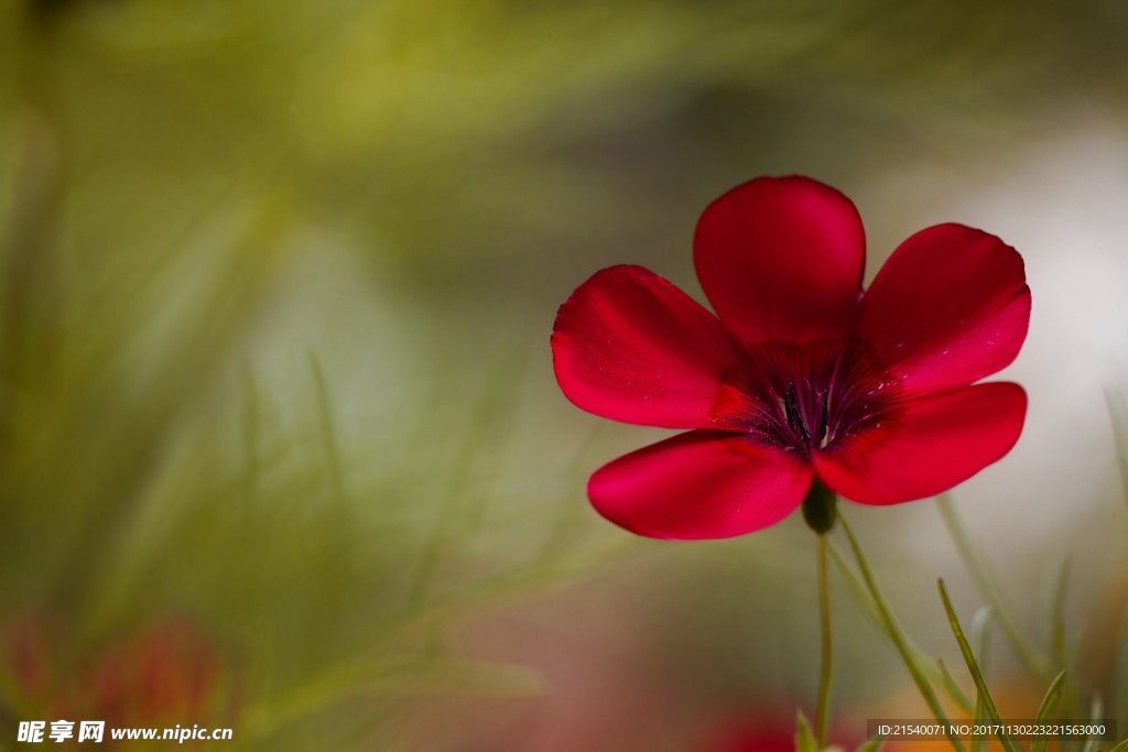 鲜花 鲜花背景