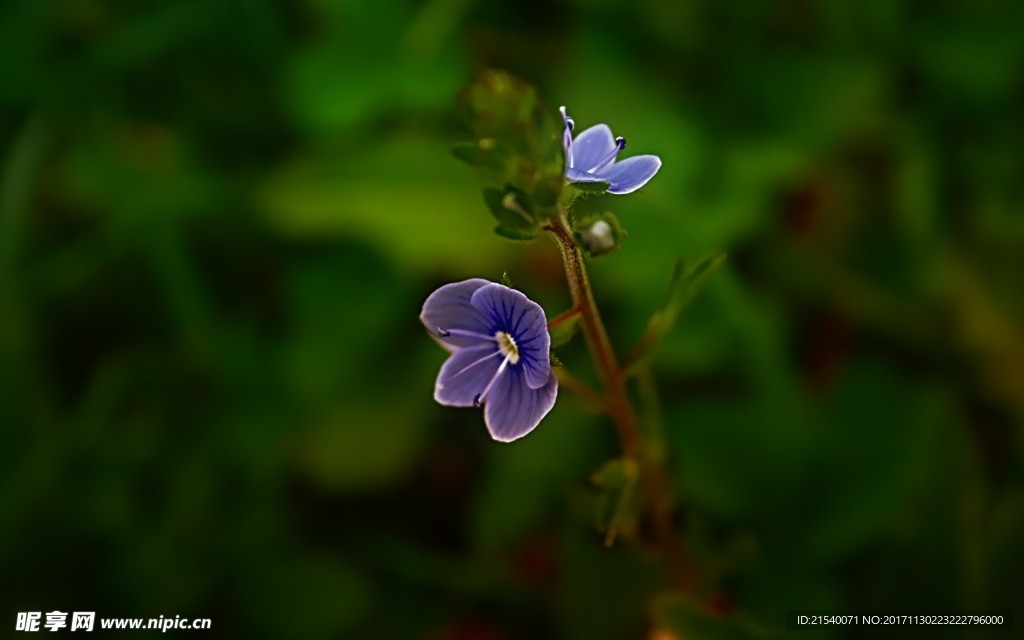 鲜花 鲜花背景