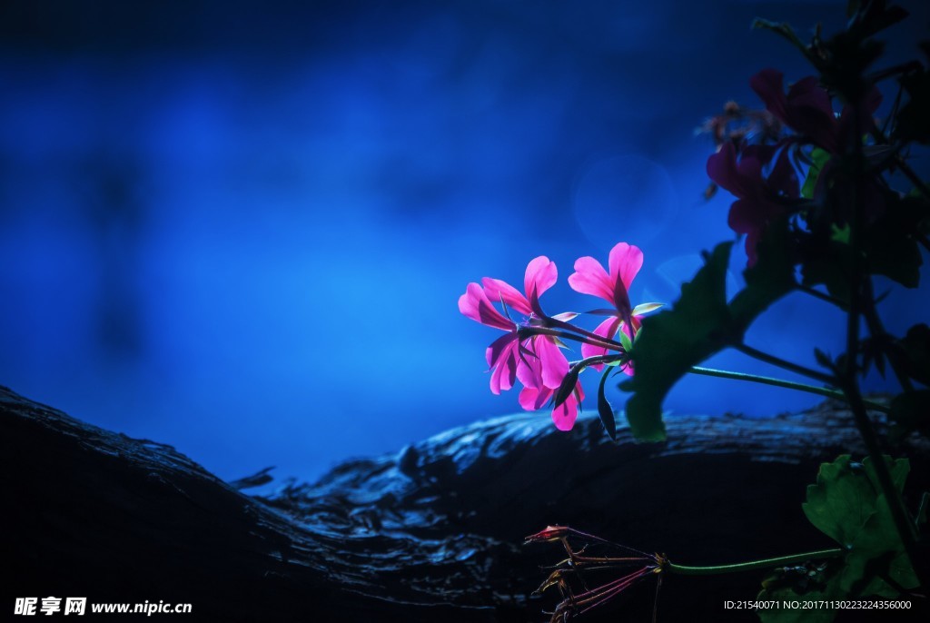 鲜花 鲜花背景