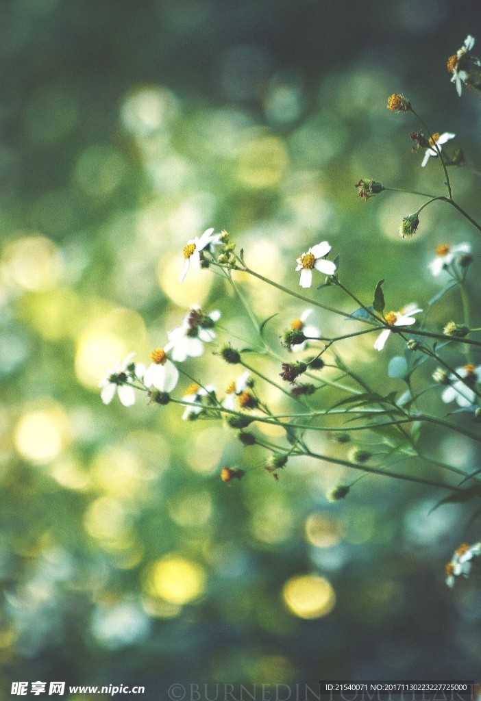 鲜花 鲜花背景