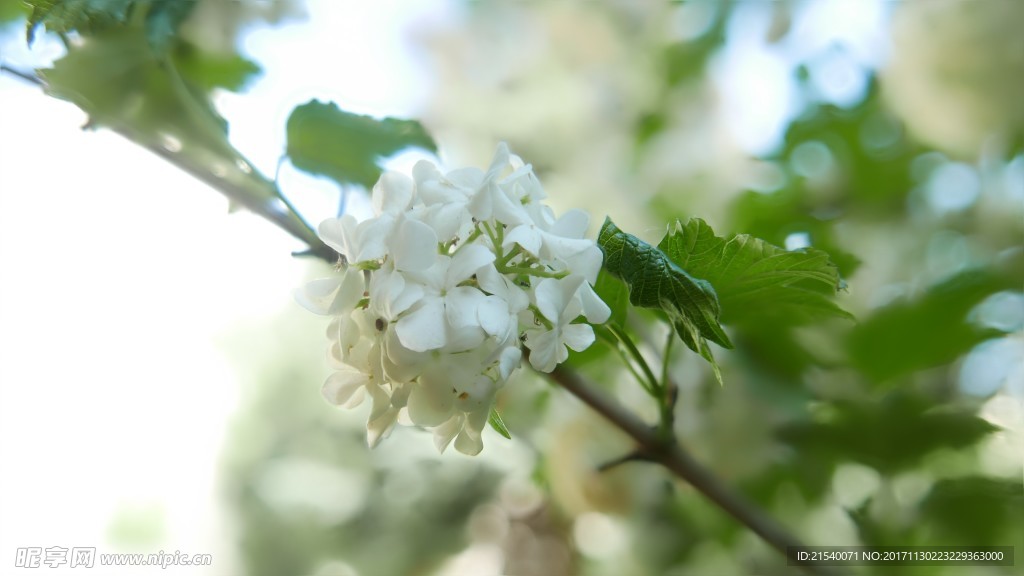 鲜花 鲜花背景