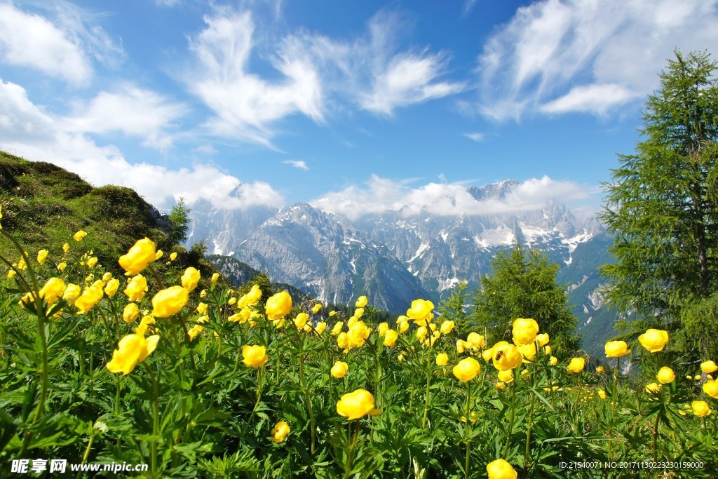 鲜花 鲜花背景