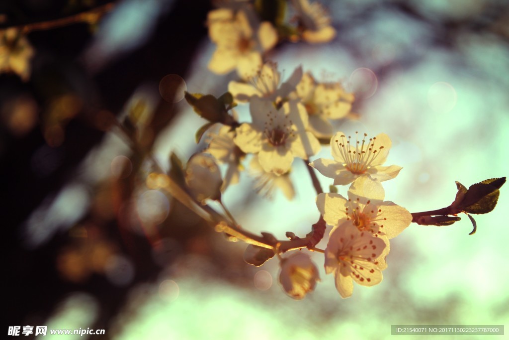 鲜花 鲜花背景