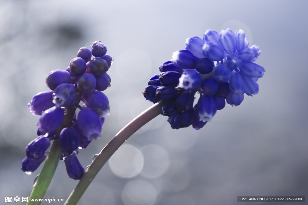 鲜花 鲜花背景