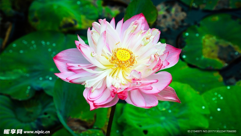 鲜花 鲜花背景