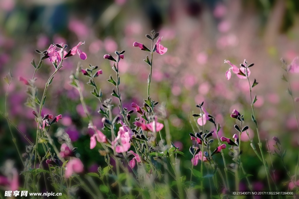 鲜花 鲜花背景