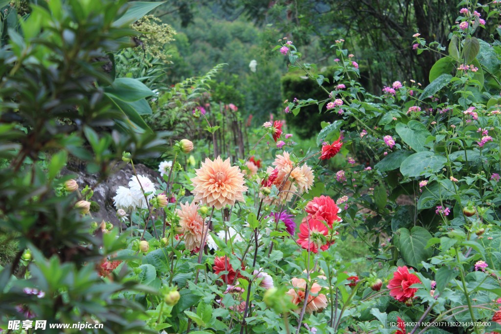 鲜花 鲜花背景