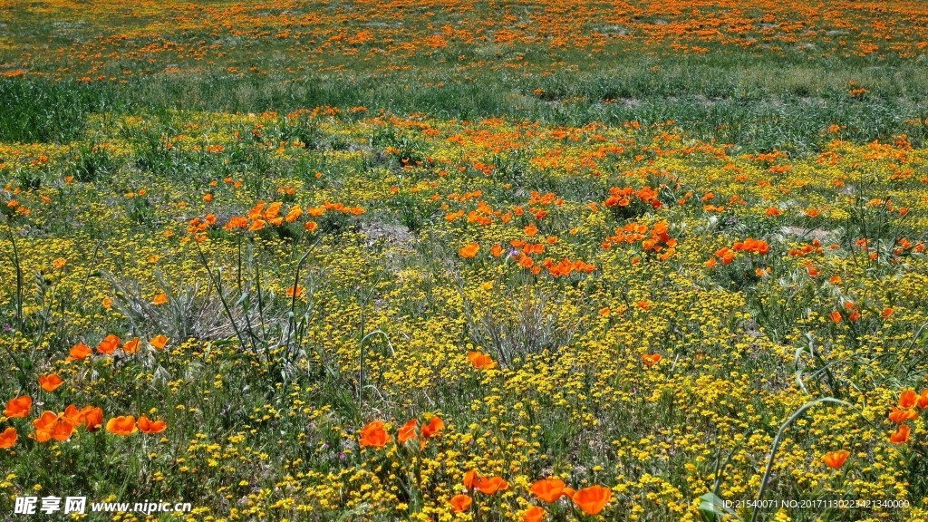 鲜花 鲜花背景