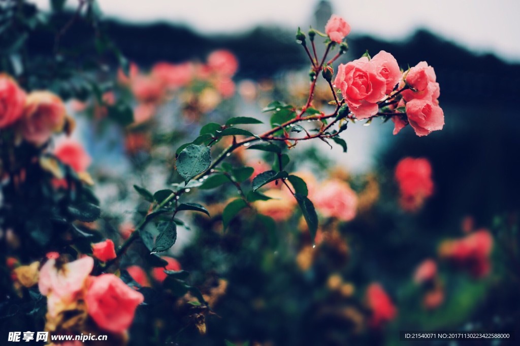 鲜花 鲜花背景