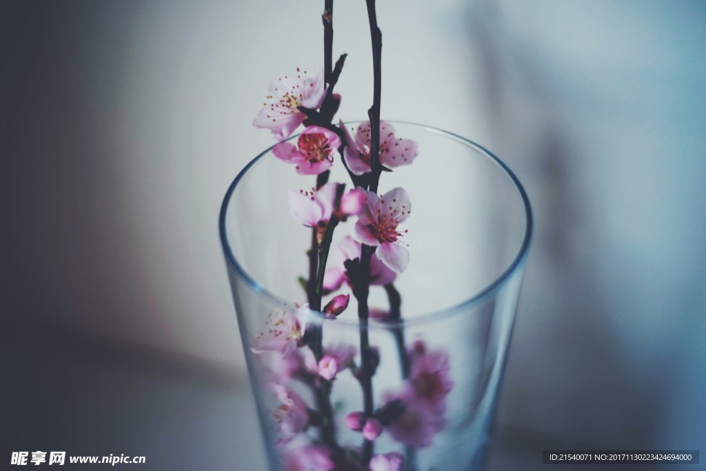 鲜花 鲜花背景