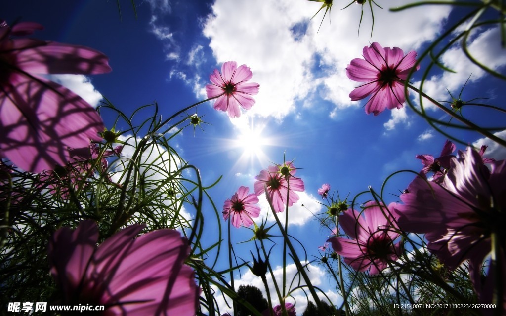 鲜花 鲜花背景