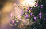 鲜花 鲜花背景