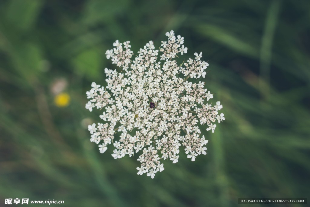 鲜花 鲜花背景