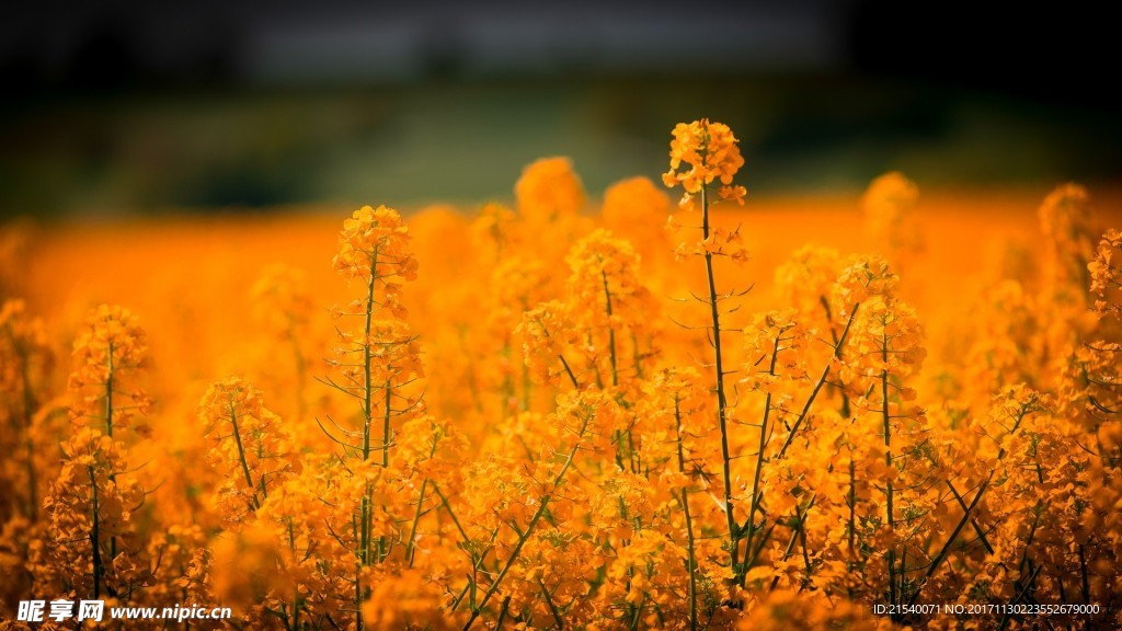 鲜花 鲜花背景