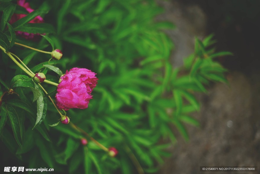 鲜花 鲜花背景