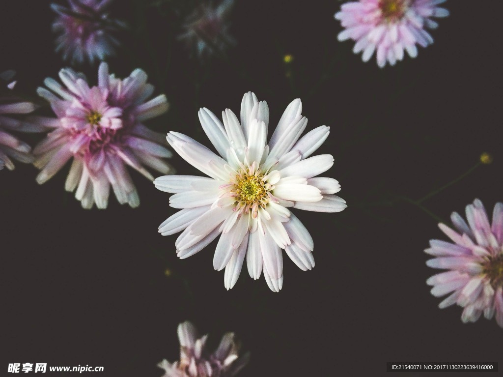 鲜花 鲜花背景