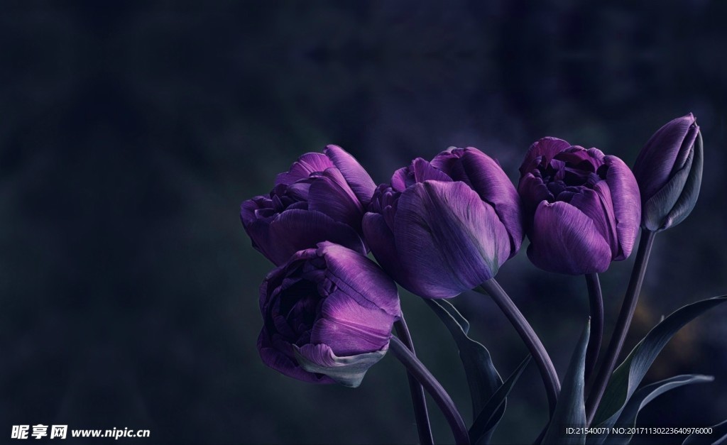 鲜花 鲜花背景