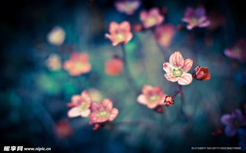 鲜花 鲜花背景