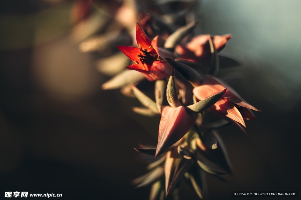 鲜花 鲜花背景