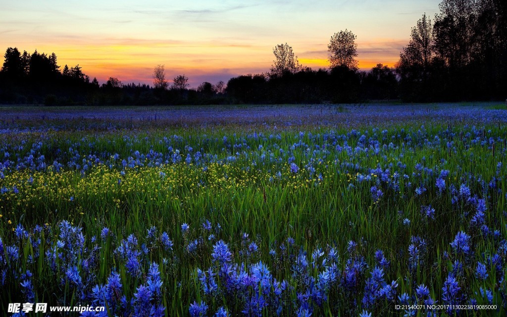 鲜花 鲜花背景