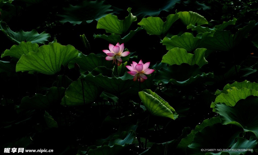 鲜花 鲜花背景