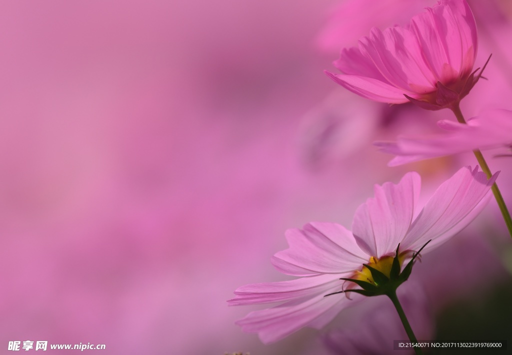 鲜花 鲜花背景