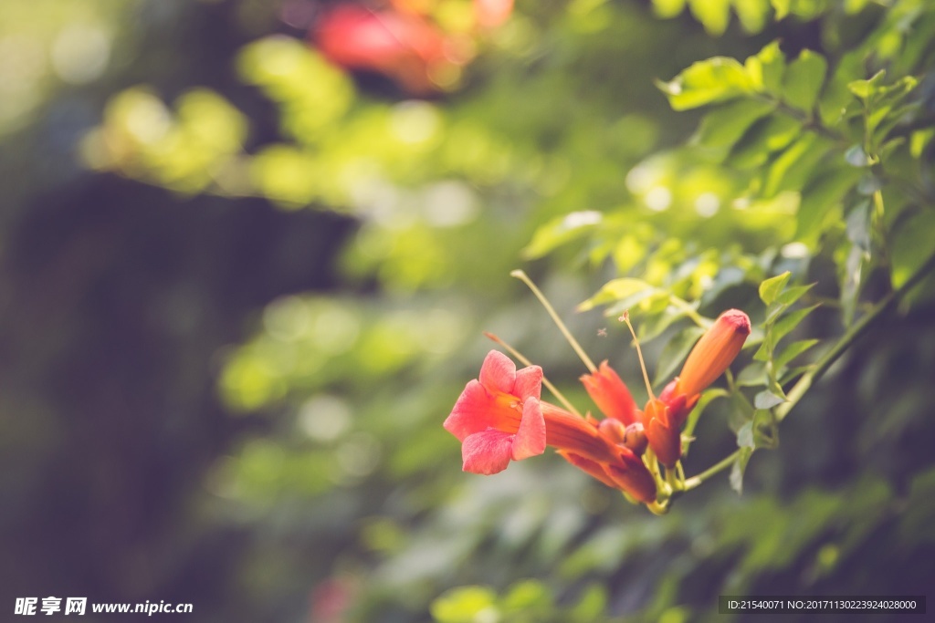 鲜花 鲜花背景